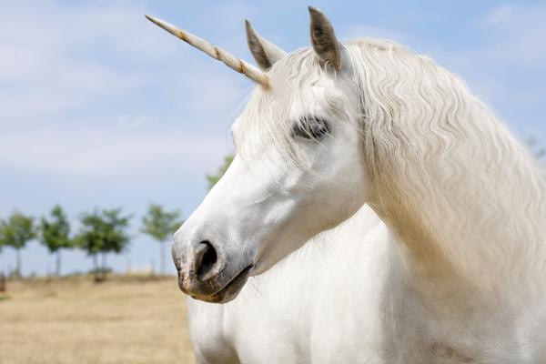 Image of a white unicorn