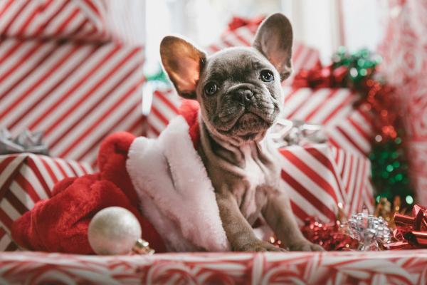 Image for event: Destressing the Holidays with Puppies and Hot Cocoa