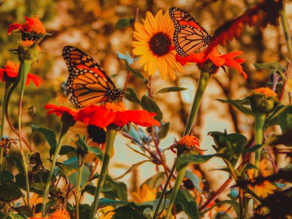 Monarch butterflies landing on red flowers with a sunflower in the background