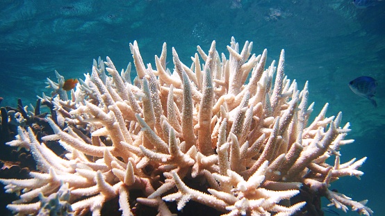 Underwater image of coral bleached white