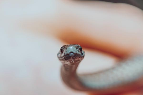 Picture of small snake