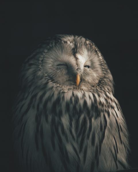 An image of a barred owl waking up.