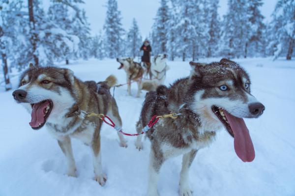 Image for event: MUSH! Sled Dog Talk with Musher Karen Land &amp; Her Dogs