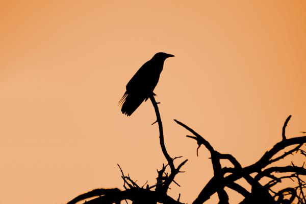 Silhouette of bird sitting on tree branches