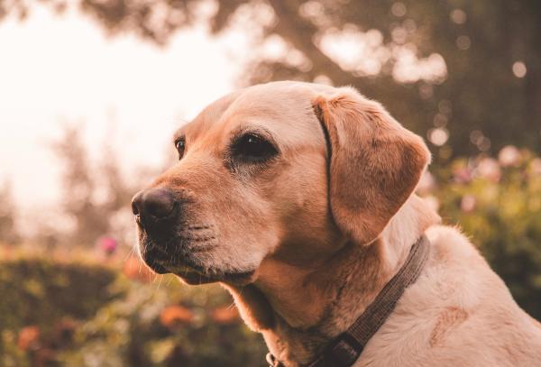 yellow lab gazes to viewer's left