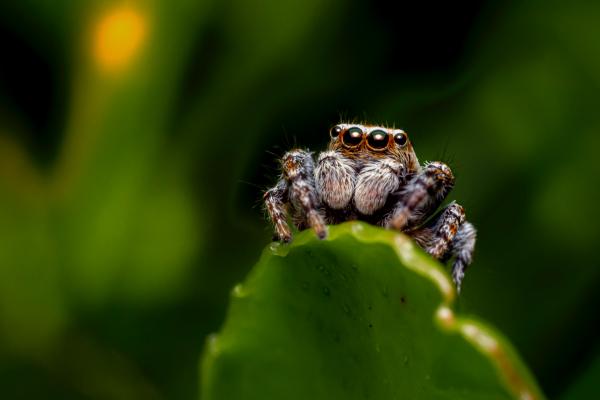 A small fuzzy spider sits atop a green leaf