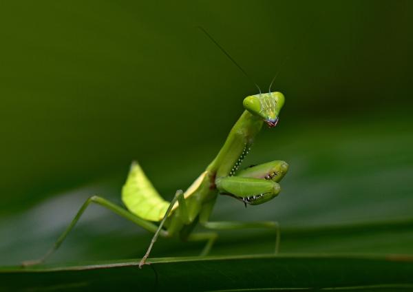 Praying Mantis standing on a leaf.