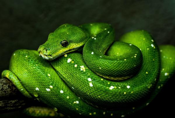Green snake coiled atop a branch.