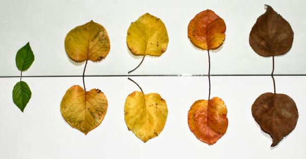 Five leaves in various colors representing different stages in their lifecycle