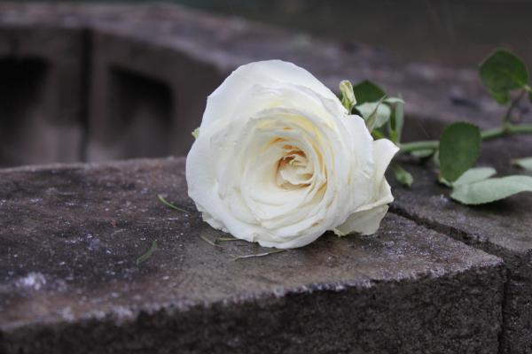A single white rose resting on top on wet concrete