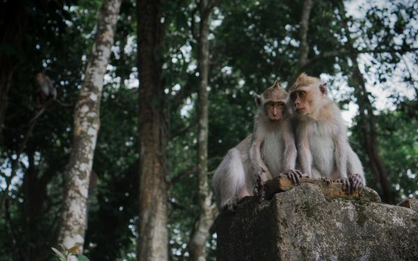 two macaque monkeys sit together on rock with trees in background