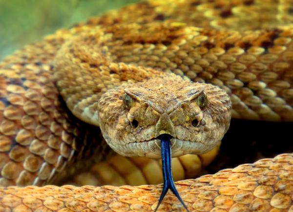 a brown snake looks at camera with dark blue tongue sticking out