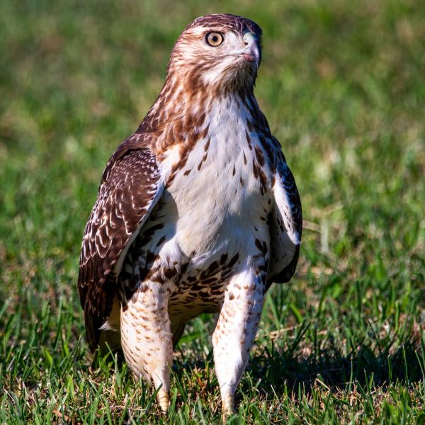 redtailed hawk in a field