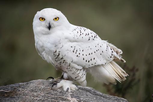 snowy owl sitting on a rock and looking directly at camera