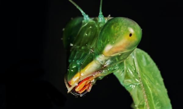 close-up of a praying mantis's head