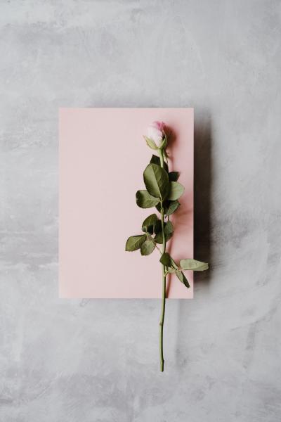 Rose and a pink card