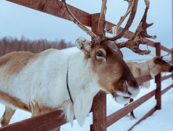 a reindeer sticking its head through a fence
