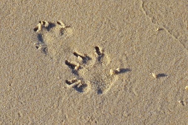 dog pawprints in sand