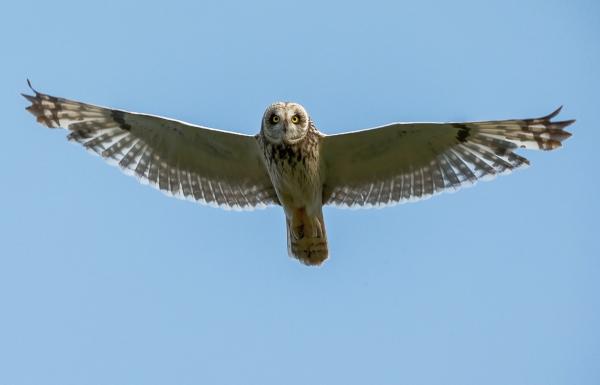 An owl soaring in a blue sky