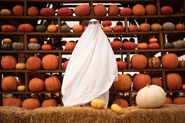A person dressed in a sheet ghost costume with sunglasses on. They are standing in front of a wall of pumpkins.