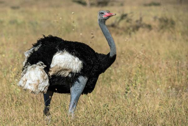An ostrich with black and white feathers standing in a field of yellow grass.
