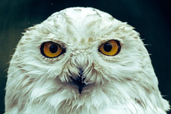owl's face