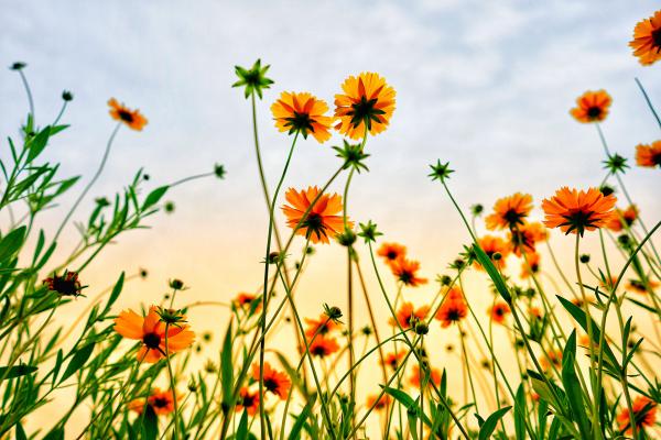image of flowers in sunshine