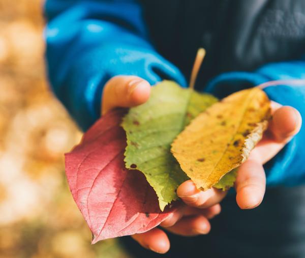 a child's hands holding a red, a green, and a yellow leaf