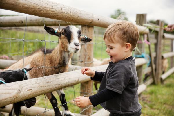 Child looking at goats behind a fence.