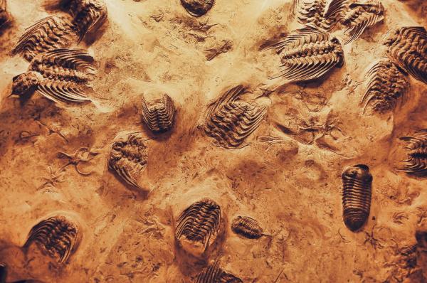 fossilized trilobites embedded in sandstone