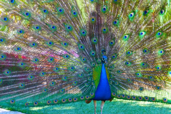 A peacock fanning its tailfeathers